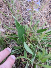 Penstemon