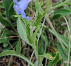 Penstemon