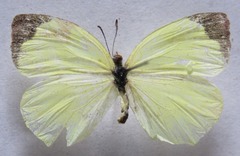 Abaeis xantochlora xantochlora