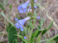 Penstemon