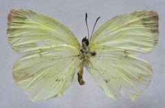 Abaeis xantochlora xantochlora