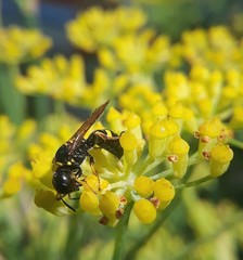 Ectemnius stirpicola