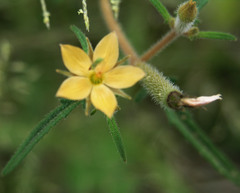 Mentzelia asperula