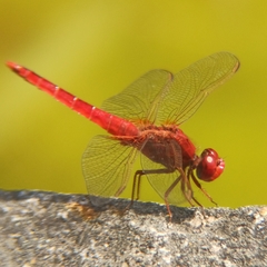 Crocothemis erythraea