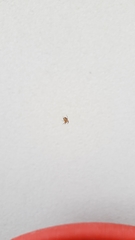 Araneus diadematus