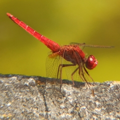 Crocothemis erythraea