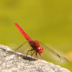 Crocothemis erythraea