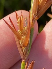 Platycaulos compressus