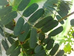 Anoplolepis gracilipes