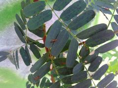 Anoplolepis gracilipes