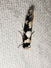 Neurothaumasia ankerella