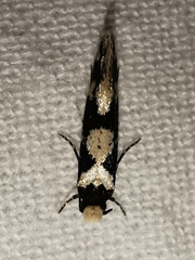 Neurothaumasia ankerella