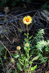 Gaillardia × grandiflora