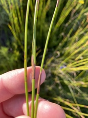 Platycaulos compressus