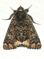 Catephia alchymista