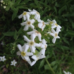Lithospermum distichum