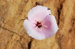 Calochortus splendens