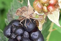 Coreus marginatus