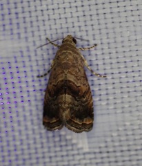 Tripudia rectangula