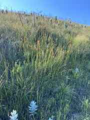 Platycaulos compressus