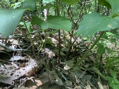 Arnoglossum atriplicifolium