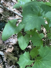 Arnoglossum atriplicifolium