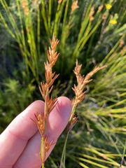 Platycaulos compressus