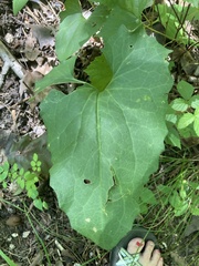 Arnoglossum atriplicifolium