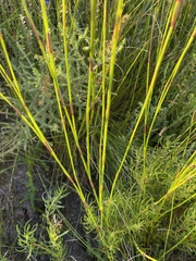 Platycaulos compressus