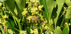 Apis mellifera