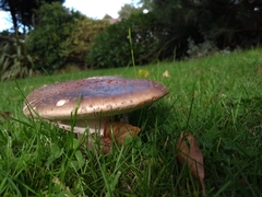 Amanita rubescens