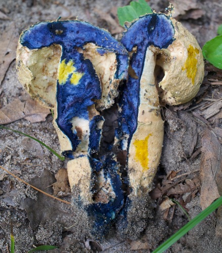 Representative image of Gyroporaceae