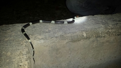 Pseudoleptodeira latifasciata