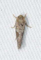 Acrolophus piger