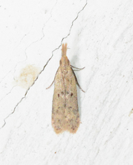 Dichomeris punctidiscellus