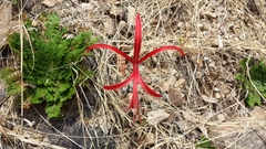 Sprekelia formosissima