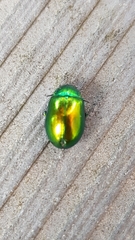 Chrysolina herbacea