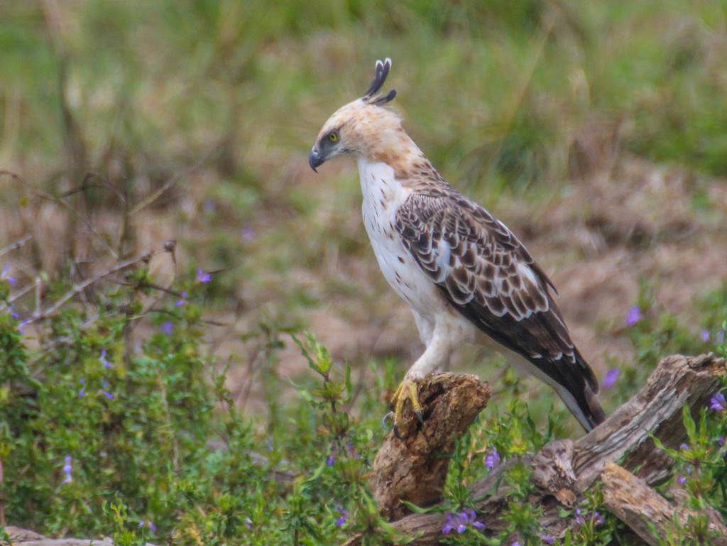鳳頭鷹鵰(Nisaetus cirrhatus) · 愛自然-臺灣(iNaturalist Taiwan)