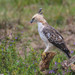 Changeable Hawk-Eagle - Photo (c) rwcannon57, some rights reserved (CC BY-NC)