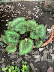 Begonia rex-cultorum