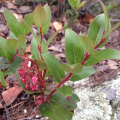 Gaultheria erecta