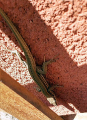 Podarcis muralis