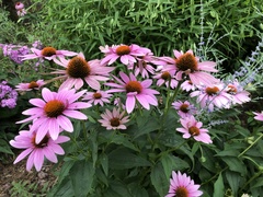 Echinacea purpurea
