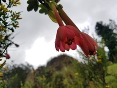 Passiflora crispolanata