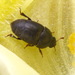 Toadflax Flower Beetle - Photo (c) Иван Тисленко, some rights reserved (CC BY-NC), uploaded by Иван Тисленко
