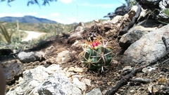 Ferocactus recurvus recurvus