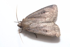 Amphipyra glabella
