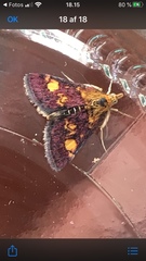 Pyrausta aurata