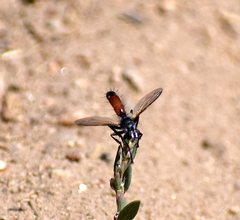 Cylindromyia bicolor