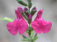 Salvia lemmonii